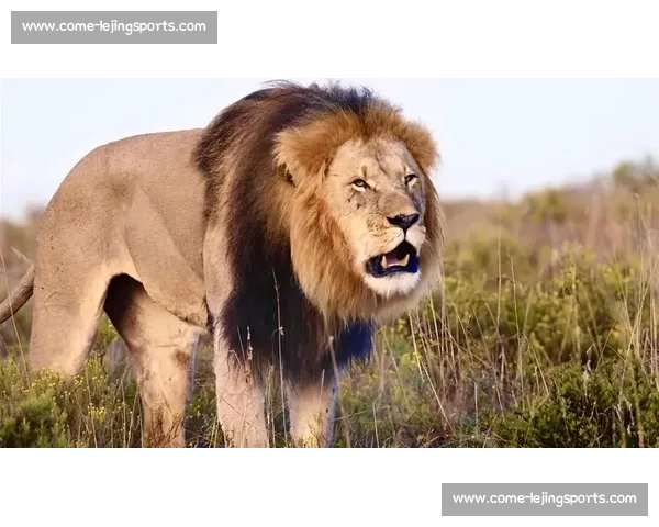 南非雄狮碾压野蛮人队，友谊赛狂揽 35 分创纪录